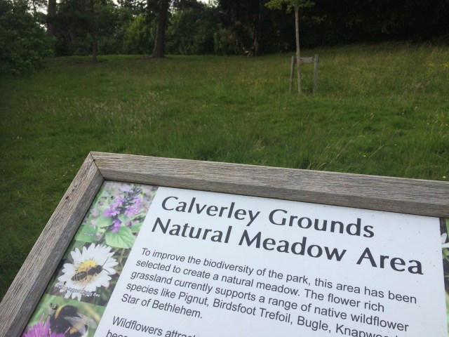 Calv Meadow.jpg